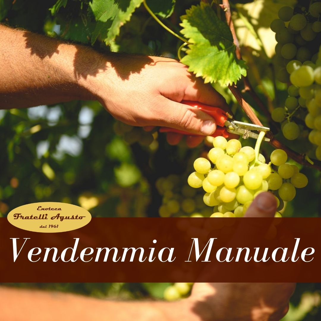 Vendemmia Manuale - Enoteca f.lli Agusto