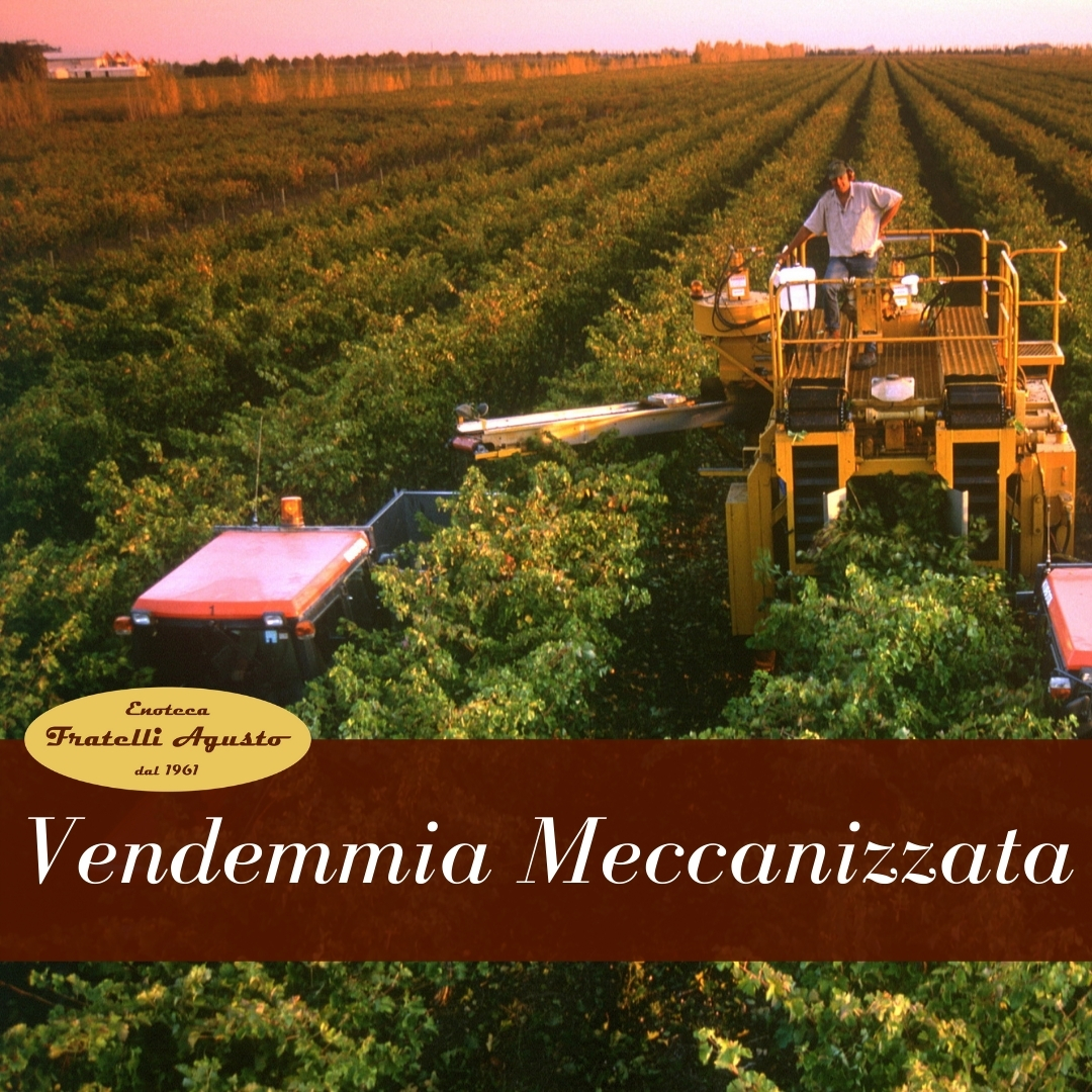 Vendemmia Meccanizzata - Enoteca f.lli Agusto